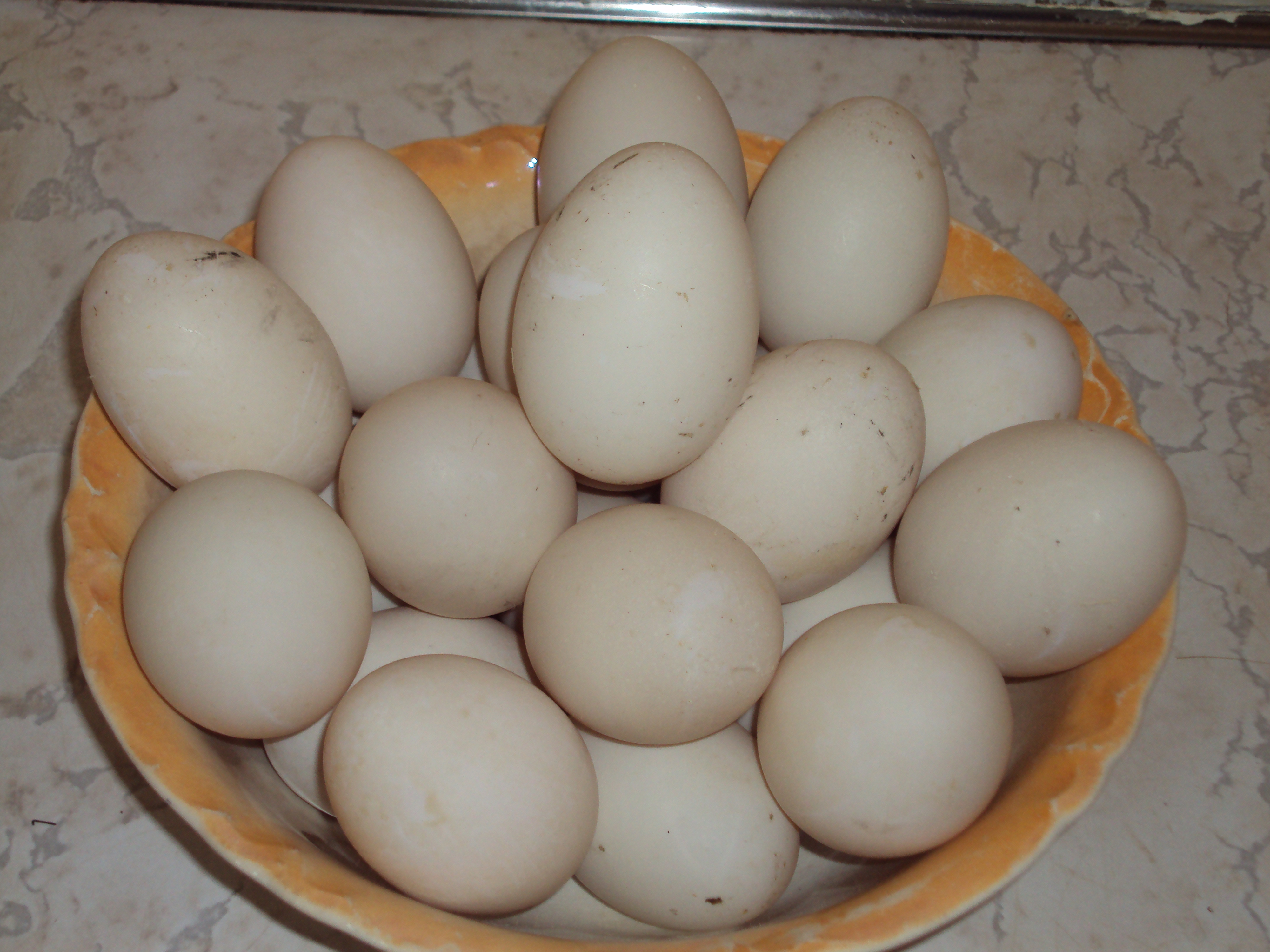 Как выглядят утиные яйца фото